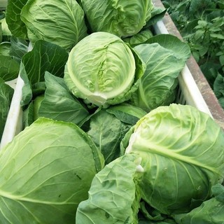 Hạt Giống Bắp Cải Xanh Chịu Năng Suất - CABBAGE SEEDS-150viên