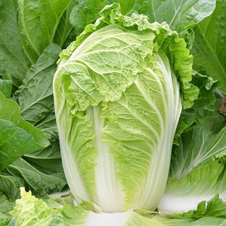 Hạt Giống Cải Thảo Siêu Năng Suất Kháng Sâu Bệnh -chinese cabbage seeds- 200 Hạt