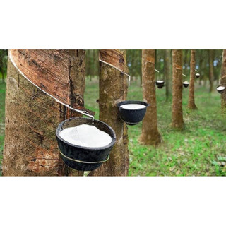 Kích Thích Mủ CAO SU Con Voi HPC - Đại Ngàn Nắp đỏ, Nước Trắng 2,5% ra mũ đều, dưỡng miệng cạo - Hũ 450g