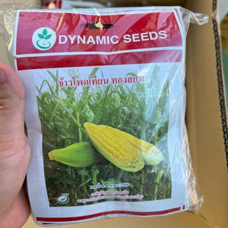 [Gói 15g~80 Hạt ] Hạt giống Bắp Ngọt Thái Lan (Ngô Ngọt) Cây Khỏe, Bắp To, Trồng Quanh Năm