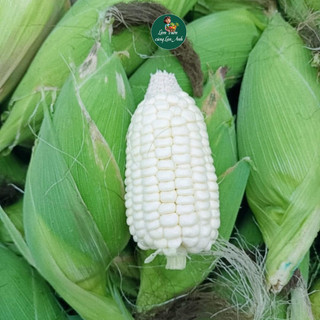 [Gói 100g~300 Hạt] Hạt giống Bắp Nếp Nù Sữa Siêu Dẻo, Dễ Trồng, Sinh Trưởng Khỏe, Ăn Dẻo Thơm