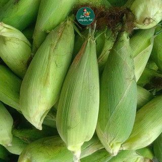 [Gói 100g~300 Hạt] Hạt giống Bắp Nếp Nù Sữa Siêu Dẻo, Dễ Trồng, Sinh Trưởng Khỏe, Ăn Dẻo Thơm