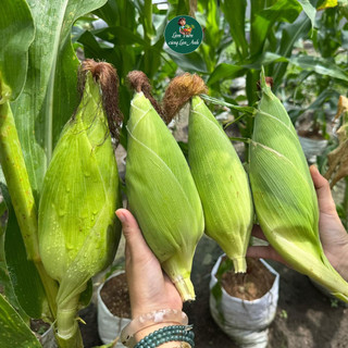 [Gói 100g~300 Hạt] Hạt giống Bắp Nếp Nù Sữa Siêu Dẻo, Dễ Trồng, Sinh Trưởng Khỏe, Ăn Dẻo Thơm