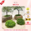 Rêu Sợi Dùng Trang Trí Chậu Hoa, Trang Trí Tiểu Cảnh, Trang Trí Nhà Cửa, Làm Đồ Handmade-Yenstorediy