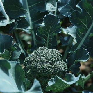 Hạt Giống Bông Cải Xanh (Súp Lơ Xanh) -BROCCOLI SEEDS-150Hạt