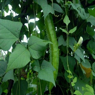 Hạt giống đậu rồng (đậu khế) cao sản, ngon giòn-WINGED BEAN-5viên