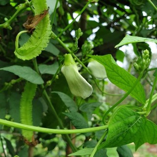 Hạt giống đậu rồng (đậu khế) cao sản, ngon giòn-WINGED BEAN-5viên