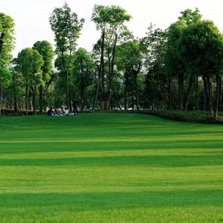 Hạt giống cỏ Bermuda  thảm sân vườn -BERMUDA GRASS SEEDS- 2000 hạt