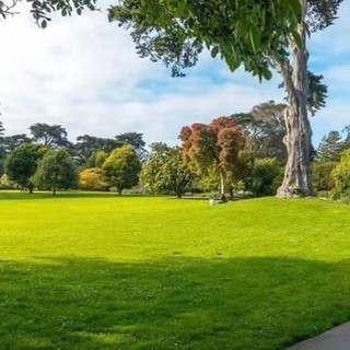 Hạt giống cỏ Bermuda  thảm sân vườn -BERMUDA GRASS SEEDS- 2000 hạt