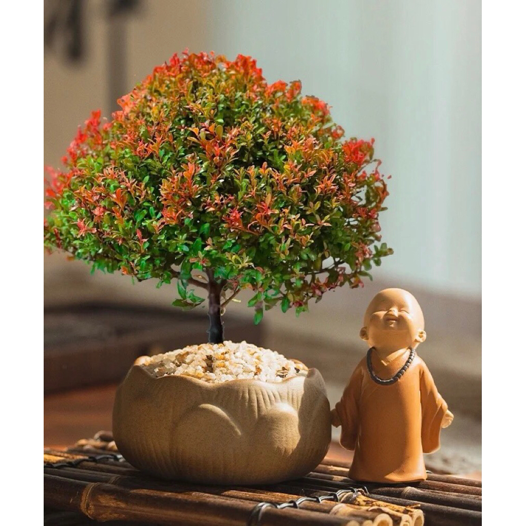 Chậu cây tiểu điệp xích nam,cây hồng dương,trang trí sân vườn,tiểu cảnh,terarium