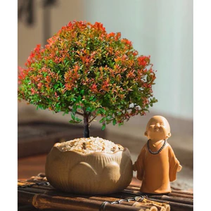 Chậu cây tiểu điệp xích nam,cây hồng dương,trang trí sân vườn,tiểu cảnh,terarium