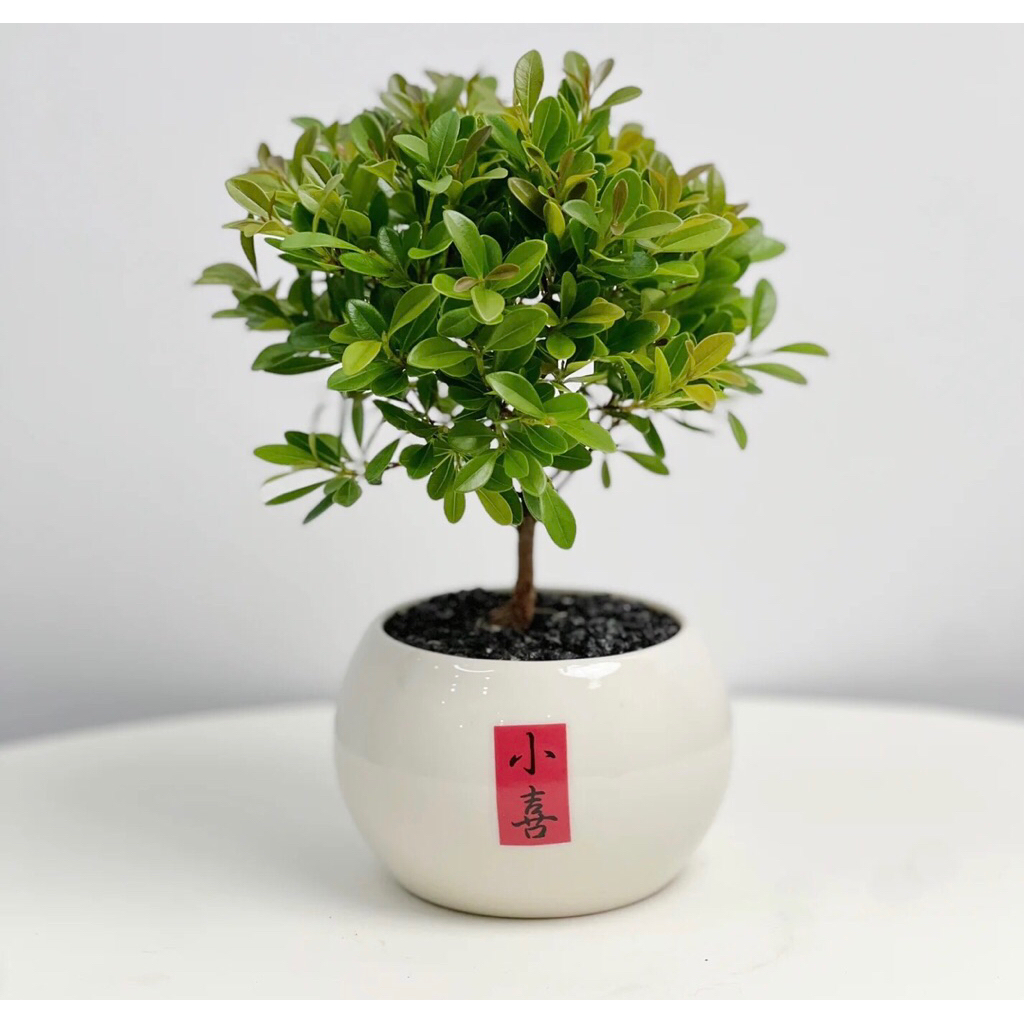 Chậu cây tiểu điệp xích nam,cây hồng dương,trang trí sân vườn,tiểu cảnh,terarium