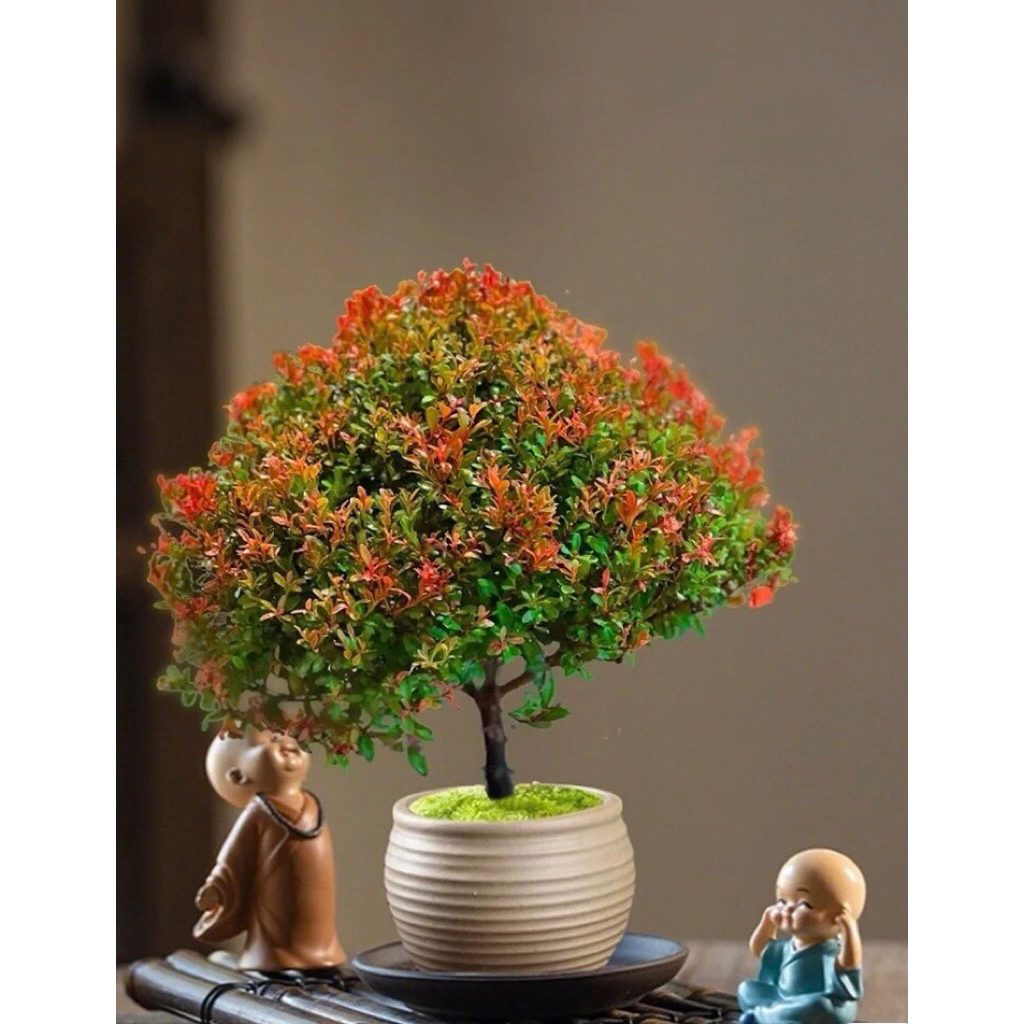 Chậu cây tiểu điệp xích nam,cây hồng dương,trang trí sân vườn,tiểu cảnh,terarium