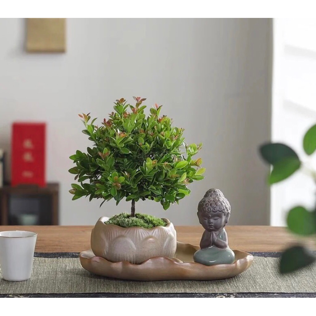 Chậu cây tiểu điệp xích nam,cây hồng dương,trang trí sân vườn,tiểu cảnh,terarium