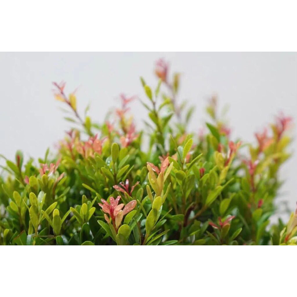 Chậu cây tiểu điệp xích nam,cây hồng dương,trang trí sân vườn,tiểu cảnh,terarium