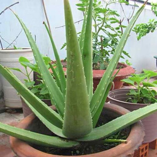 Cây lô hội(nha đam)