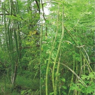 Hạt Giống Chùm Ngây -moringa tree-5viên