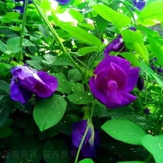 Hạt Giống Hoa Đậu Biếc Kép Dinh Dưỡng, Dễ Trồng -Butterfly Pea Seed - 20viên