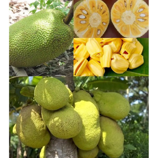 combo 2 cây mít dai ta siêu quả