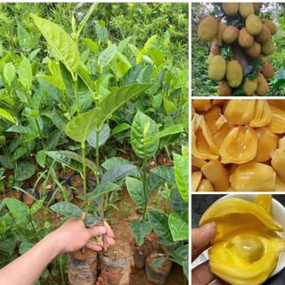 combo 2 cây mít dai ta siêu quả