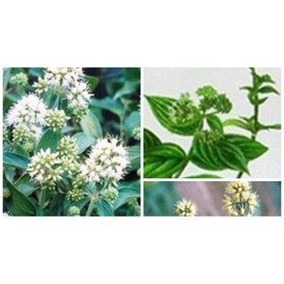 combo 2 cây dạ cẩm