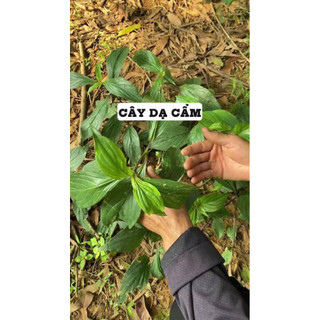 combo 2 cây dạ cẩm