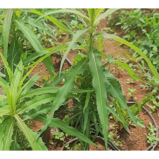 combo 2 cây giống bồ công anh cao