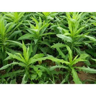 combo 2 cây giống bồ công anh cao