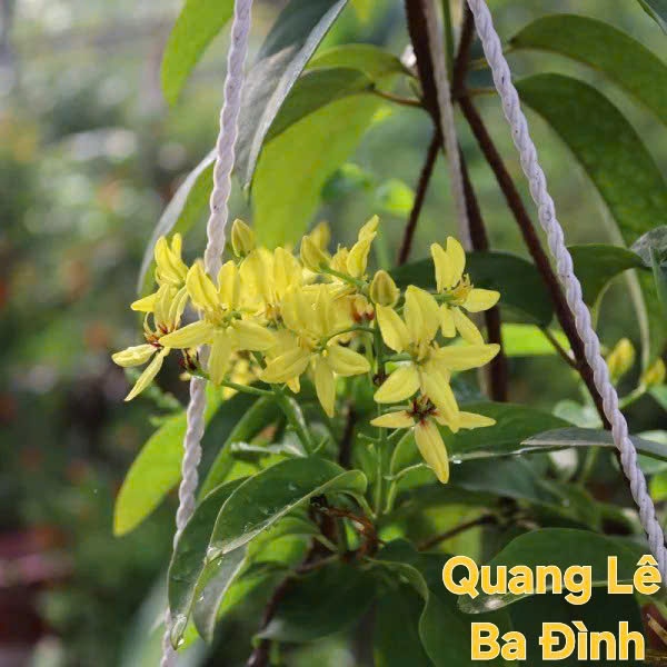 COMBO 2 Cây Mai Hoàng Yến, Sẵn Bầu Rễ Khỏe, Leo Ban Công Che Nắng Cực Đẹp KVT