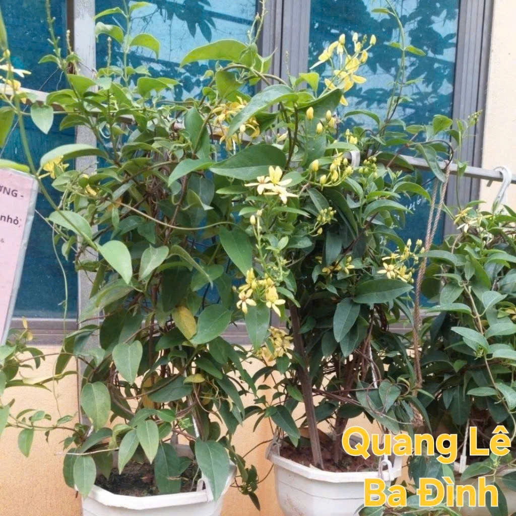 COMBO 2 Cây Mai Hoàng Yến, Sẵn Bầu Rễ Khỏe, Leo Ban Công Che Nắng Cực Đẹp KVT