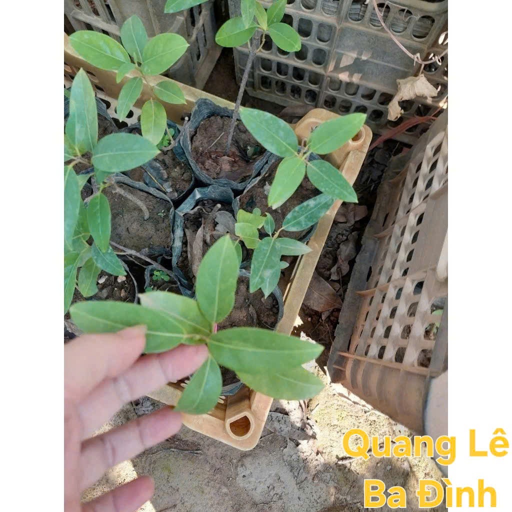 COMBO 2 Cây Mai Hoàng Yến, Sẵn Bầu Rễ Khỏe, Leo Ban Công Che Nắng Cực Đẹp KVT