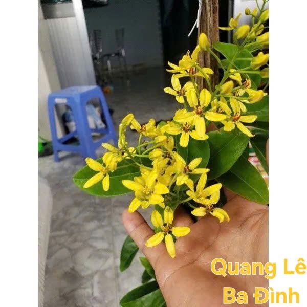 COMBO 2 Cây Mai Hoàng Yến, Sẵn Bầu Rễ Khỏe, Leo Ban Công Che Nắng Cực Đẹp KVT
