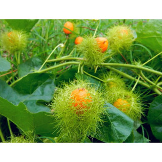 50 hạt (có cây giống ) lạc tiên
