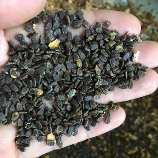 50 hạt (có cây giống ) lạc tiên