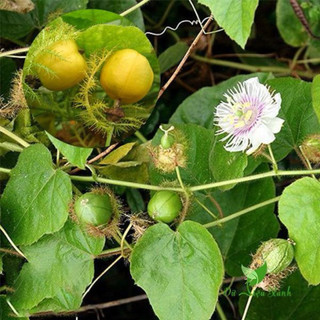 50 hạt (có cây giống ) lạc tiên