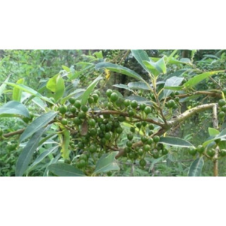 50 hạt giống màng tang (tiêu rừng )