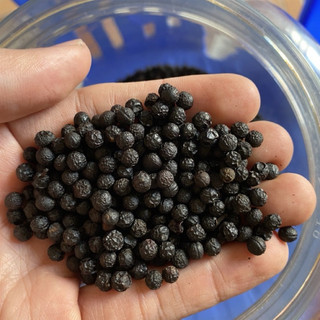 50 hạt giống màng tang (tiêu rừng )