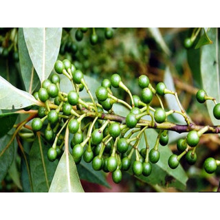 50 hạt giống màng tang (tiêu rừng )