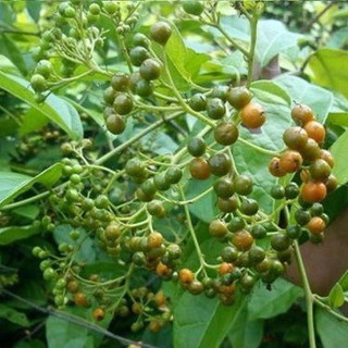 50 hạt giống màng tang (tiêu rừng )