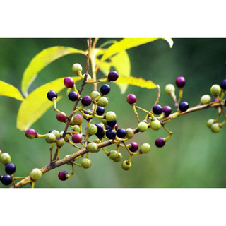 50 hạt giống màng tang (tiêu rừng )