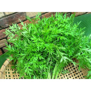 200 hạt (có cây giống ) rau sao nhai