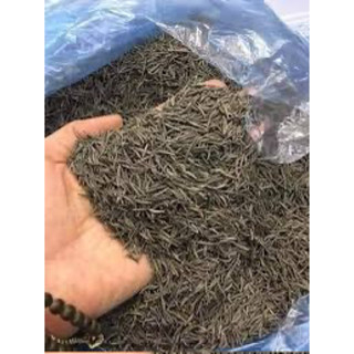 200 hạt (có cây giống ) rau sao nhai