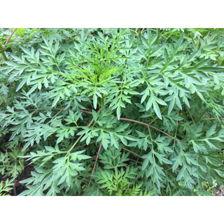 200 hạt (có cây giống ) rau sao nhai