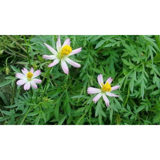 200 hạt (có cây giống ) rau sao nhai