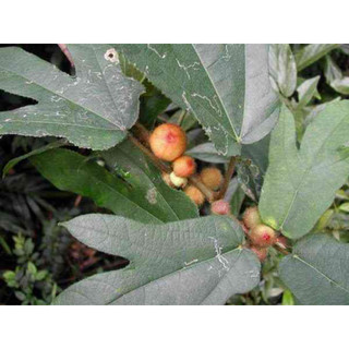 200 hạt giống vú bò (hoàng kì nam )