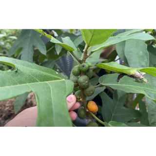 200 hạt giống vú bò (hoàng kì nam )