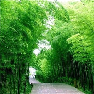 Hạt  giống tre Moso cho Măng  -Moso bamboo seeds-25viên