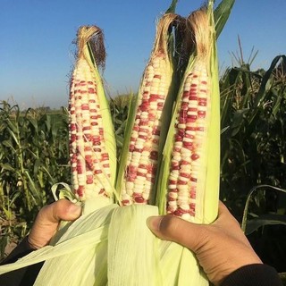 Hạt Giống Bắp Nếp Tím Siêu Dẻo - Bi-color Corn Seeds-10viên