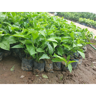 combo 2 cây chanh dây tím siêu quả