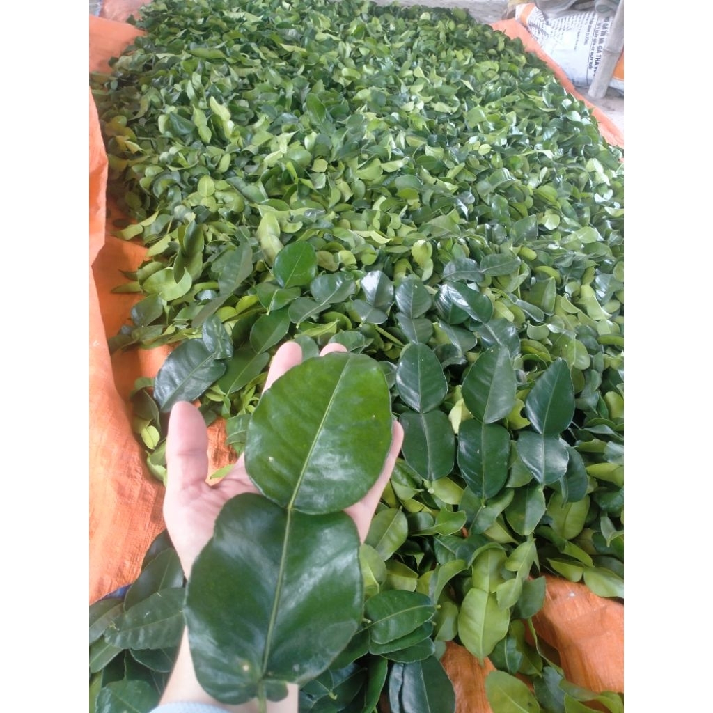 Lá Chúc tươi, lá chanh thái, hình số 8,  100g